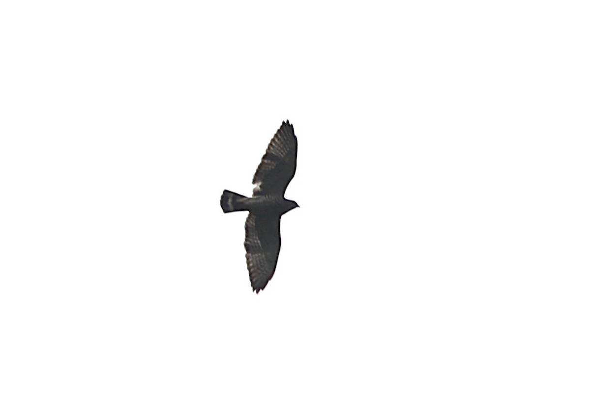 Broad-winged Hawk - ML650862097