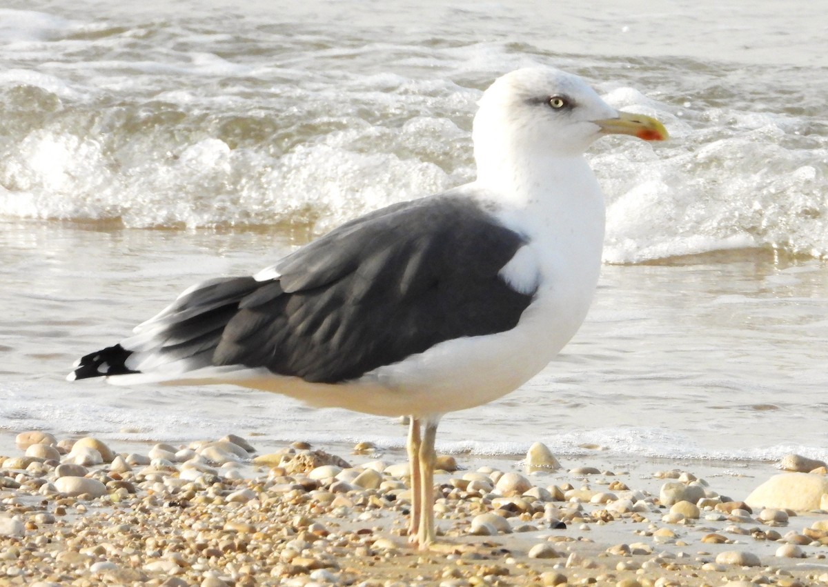 Lesser Black-backed Gull - ML650862114