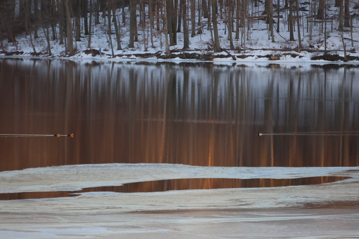 Кряква - ML650862308