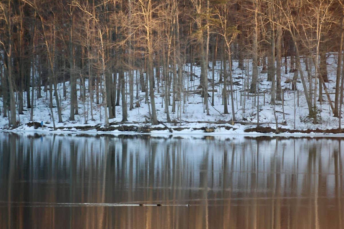 Кряква - ML650862313