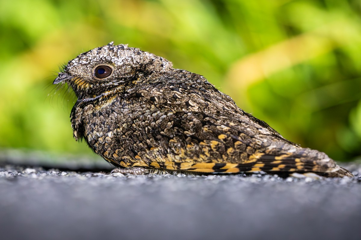 Common Poorwill - ML650862358