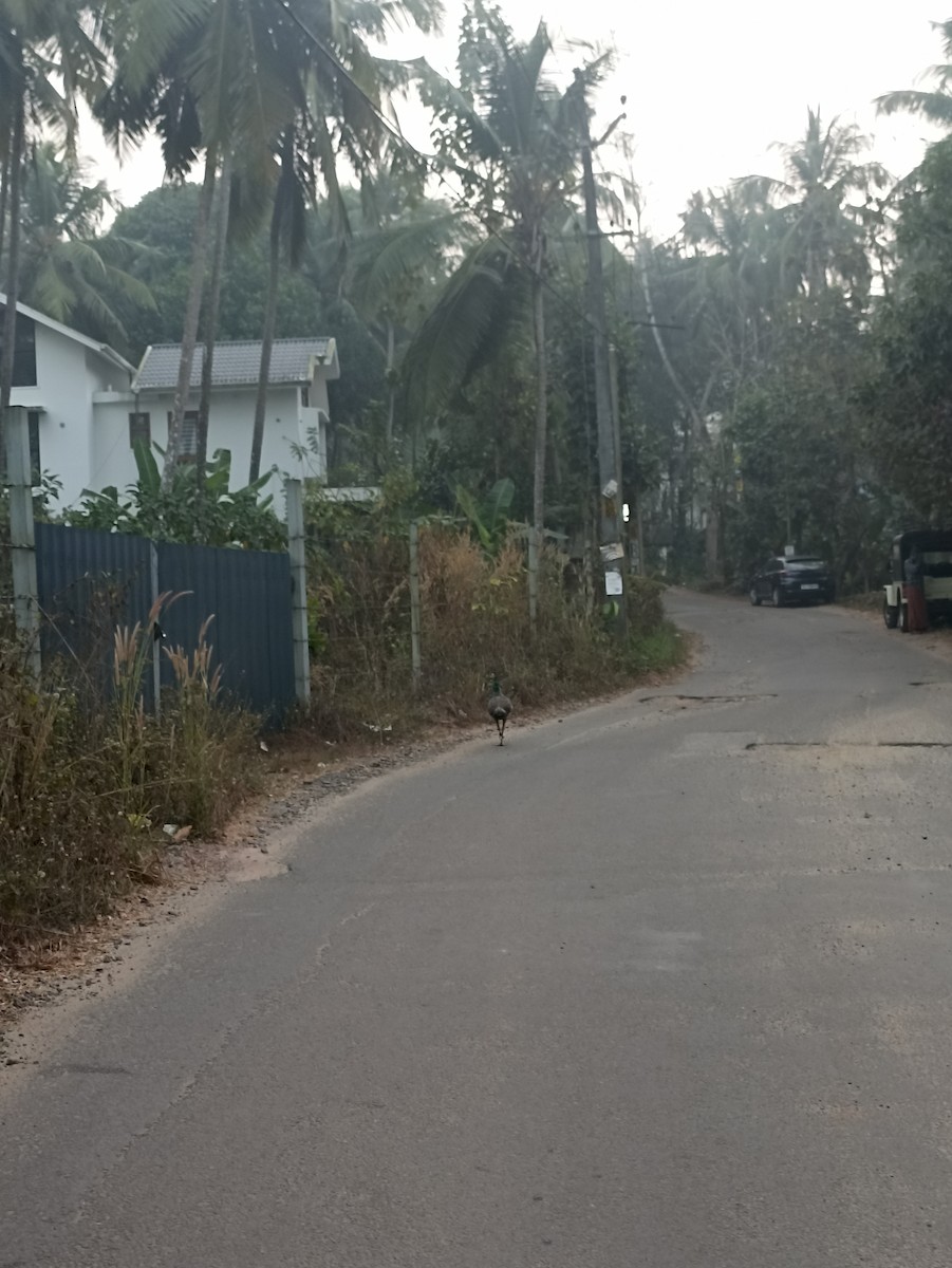 Pavo Real Común - ML650862441