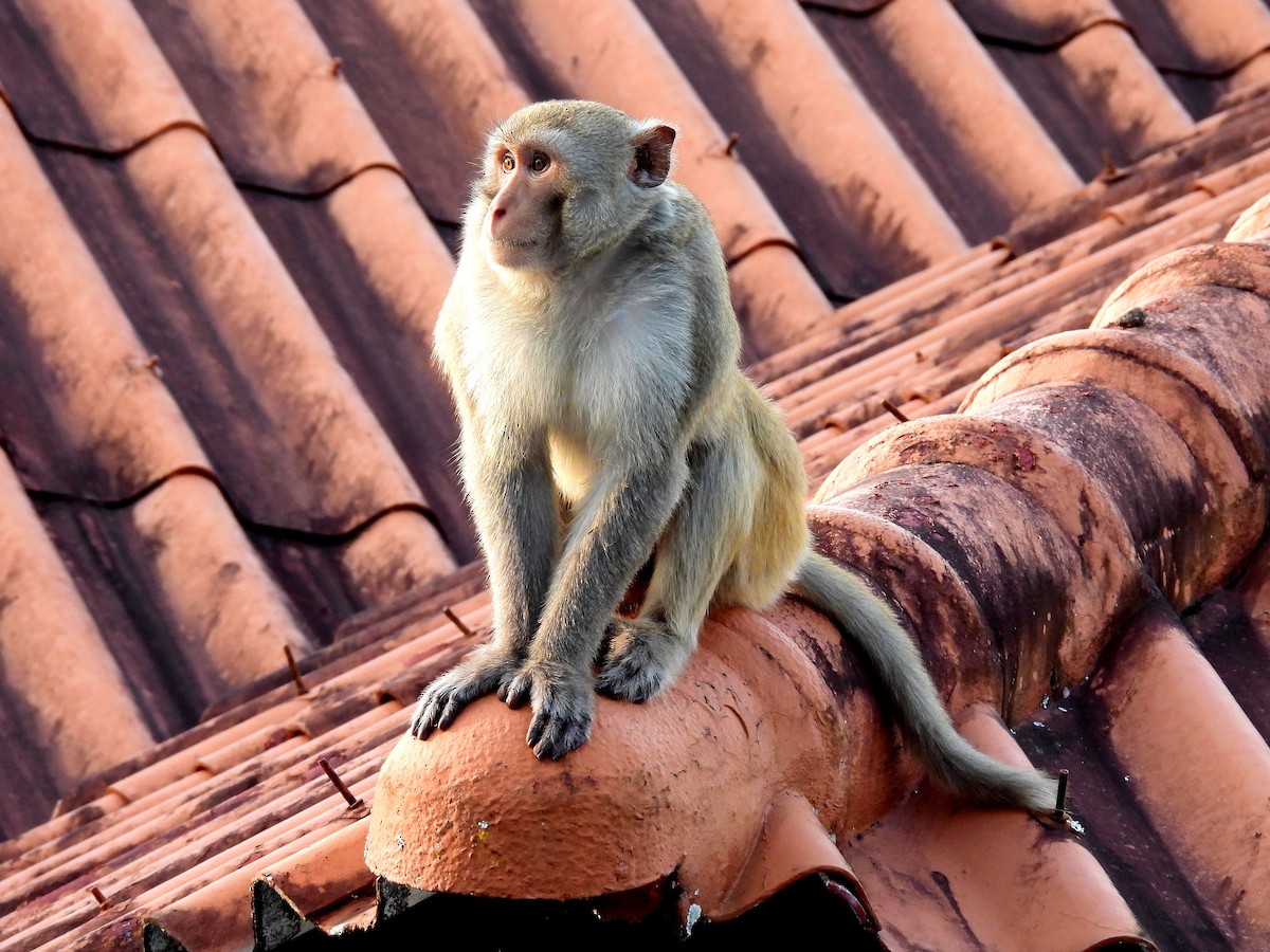 Rhesus Macaque - ML650862443
