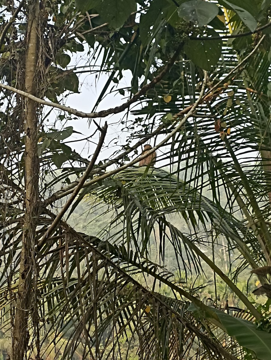 Milano Negro - ML650862477