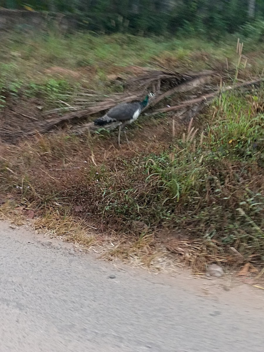 Pavo Real Común - ML650862502