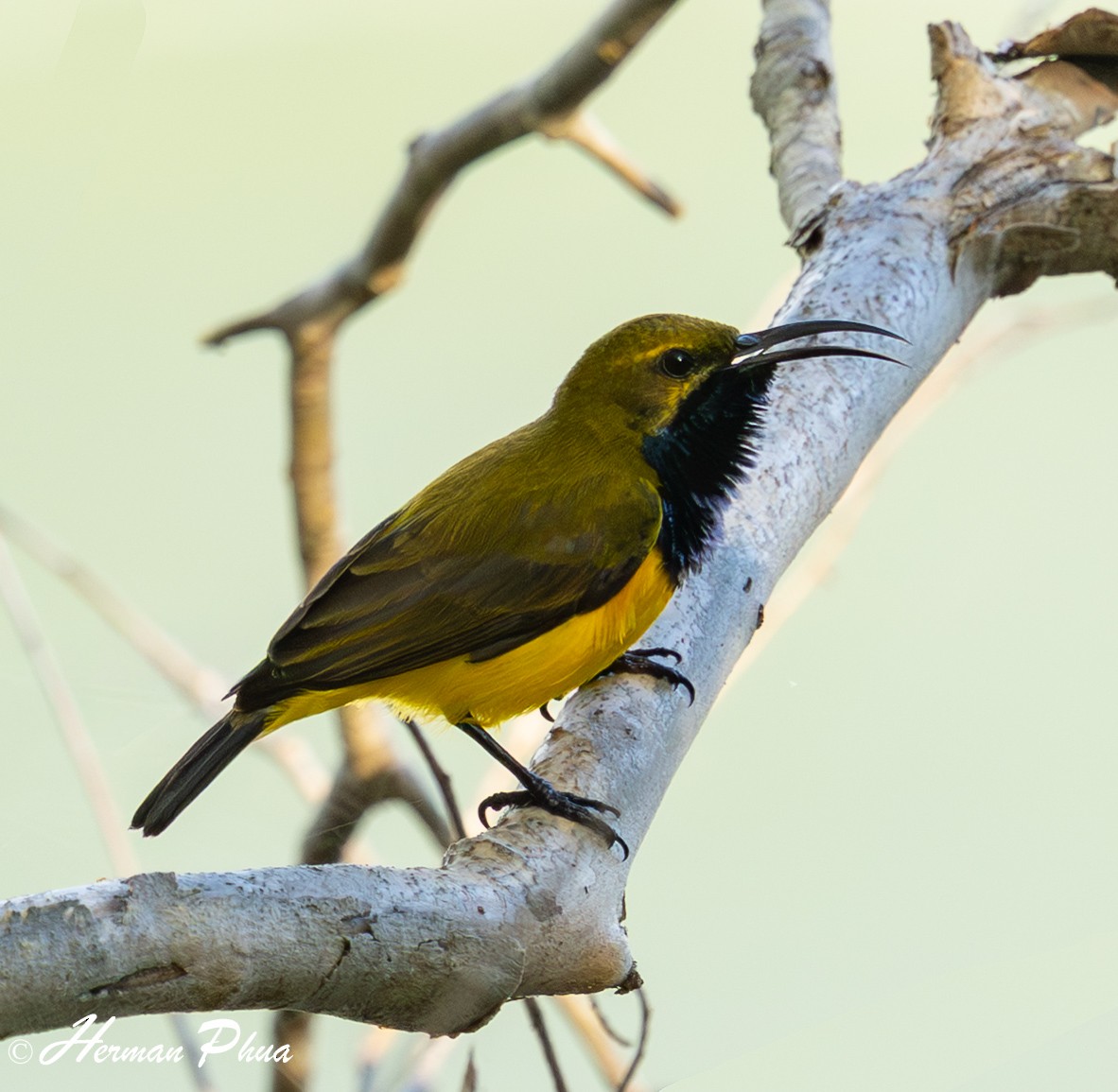 Sahul Sunbird - ML650862629