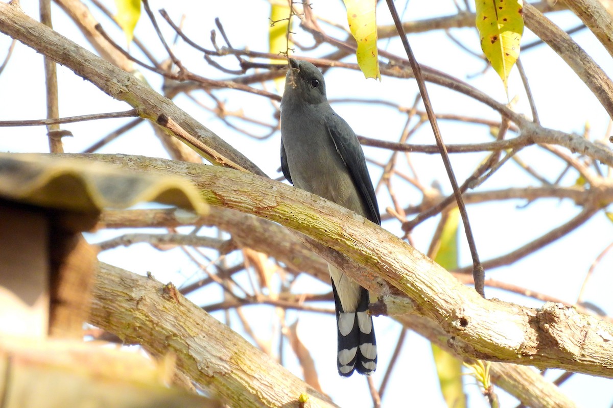 검은할미새사촌 - ML650862720