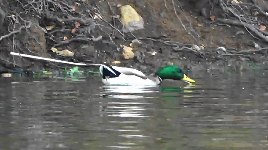 Кряква - ML650862814