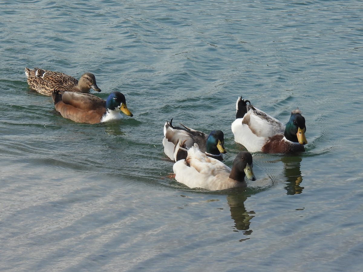 Кряква (Одомашенного типа) - ML650863099