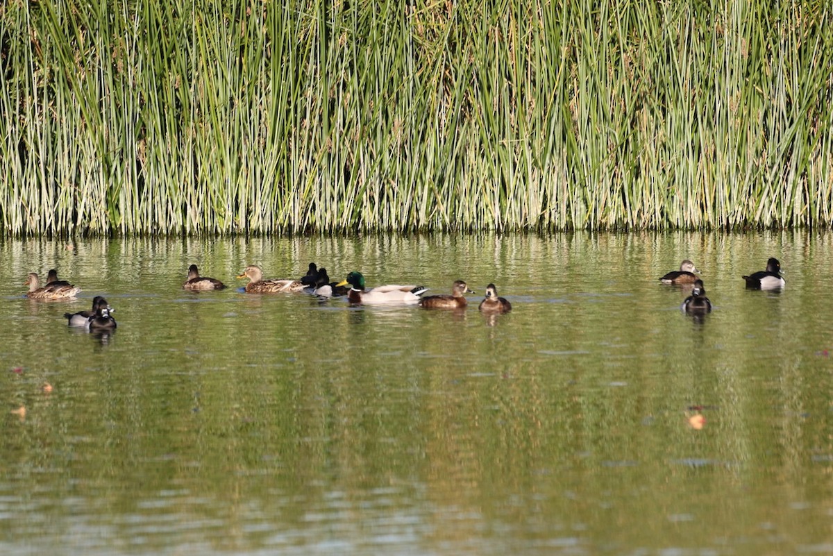 Кряква - ML650863495