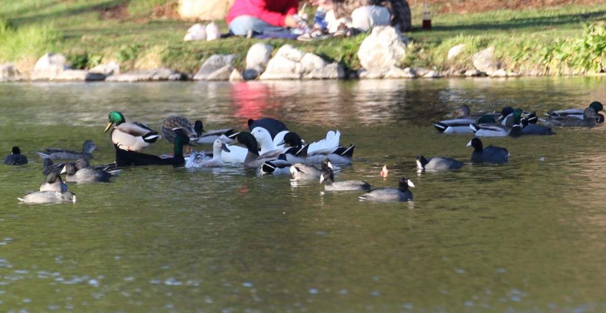 Кряква (Одомашенного типа) - ML650863500