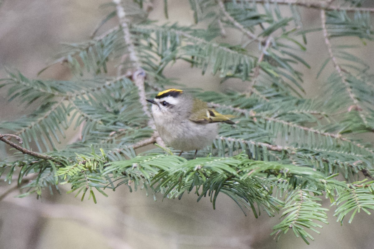Золотомушка світлоброва - ML650863625