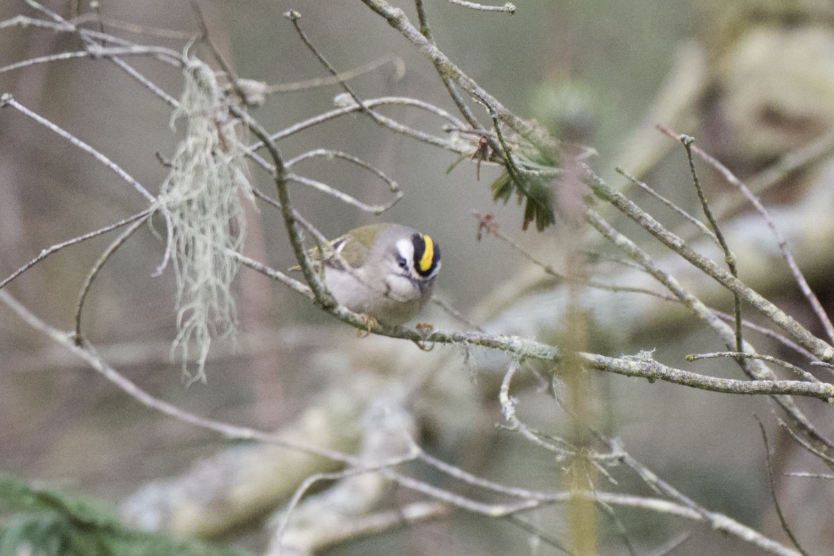 Золотомушка світлоброва - ML650863626