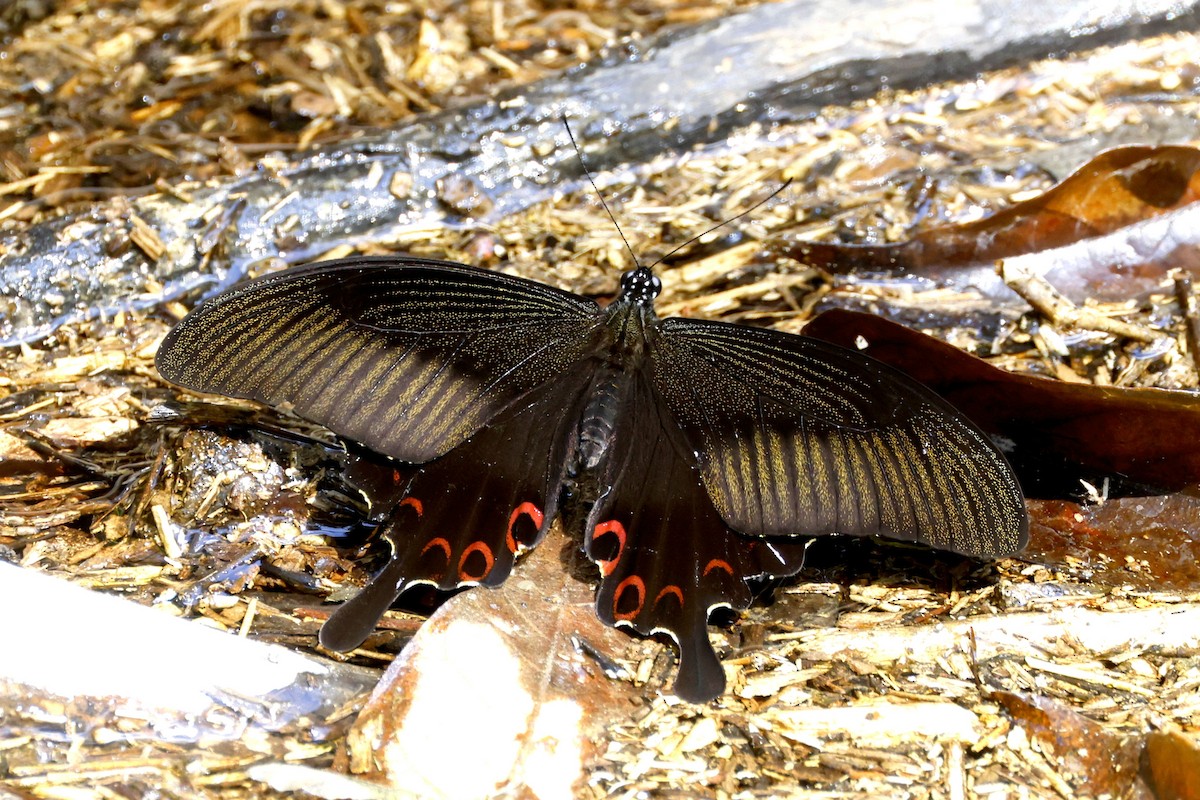 Red Helen Swallowtail - ML650863812