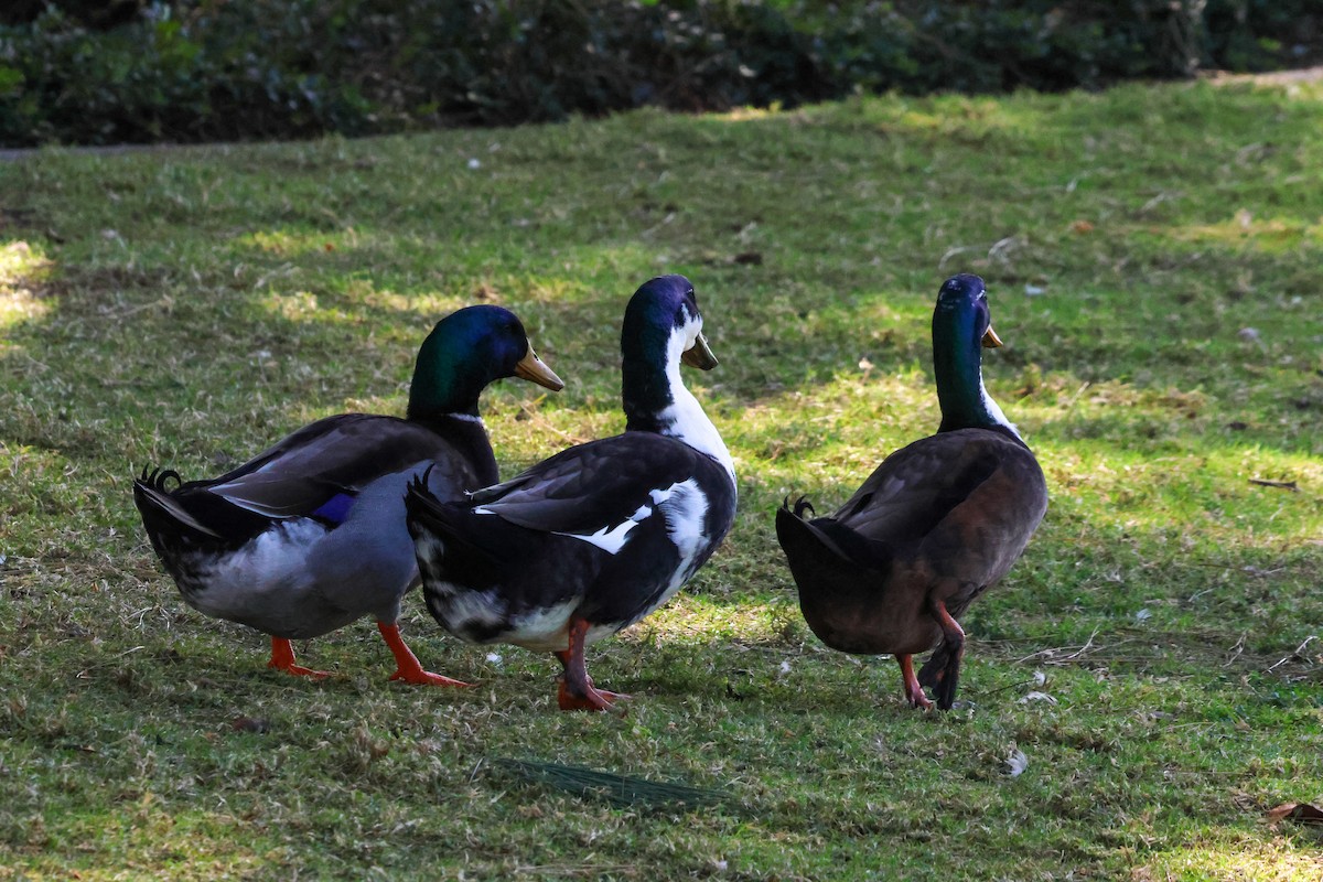 Кряква (Одомашенного типа) - ML650863865