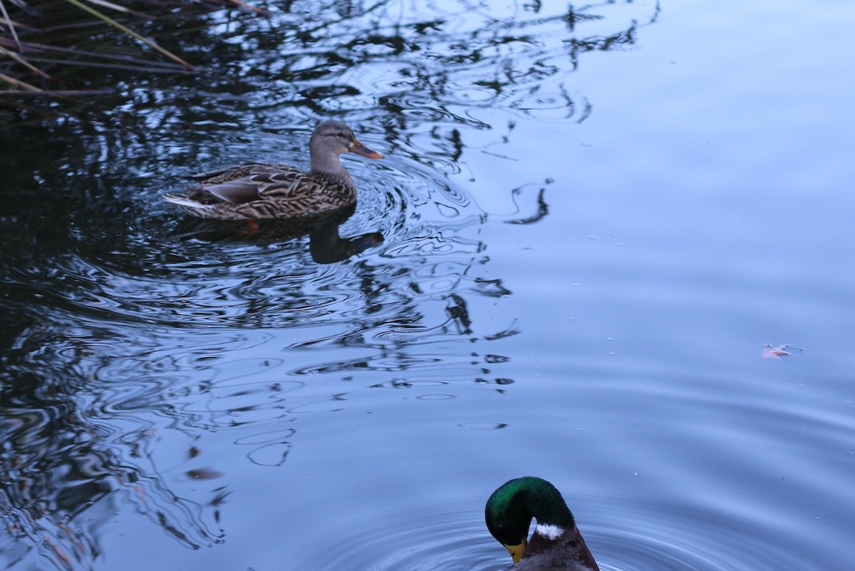 Кряква - ML650864106