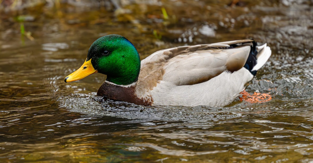 Кряква - ML650864133