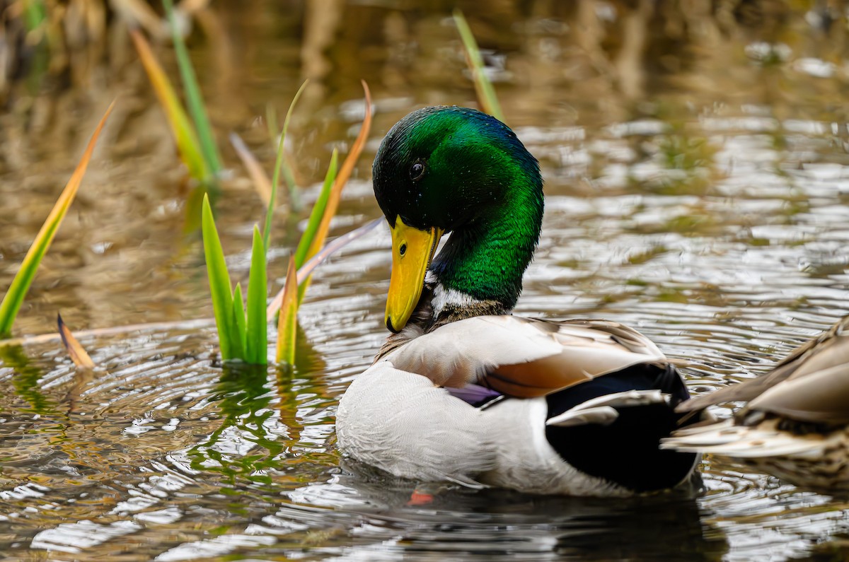 Кряква - ML650864134