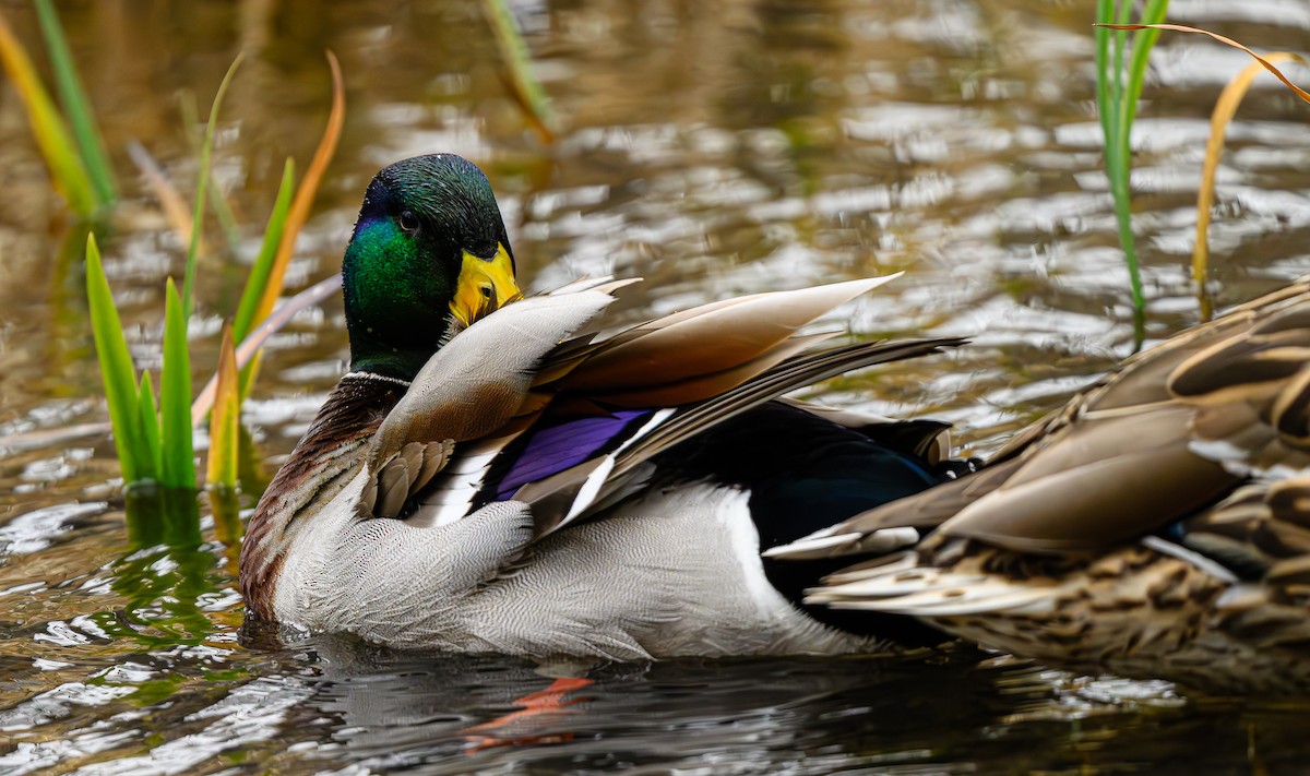 Кряква - ML650864135