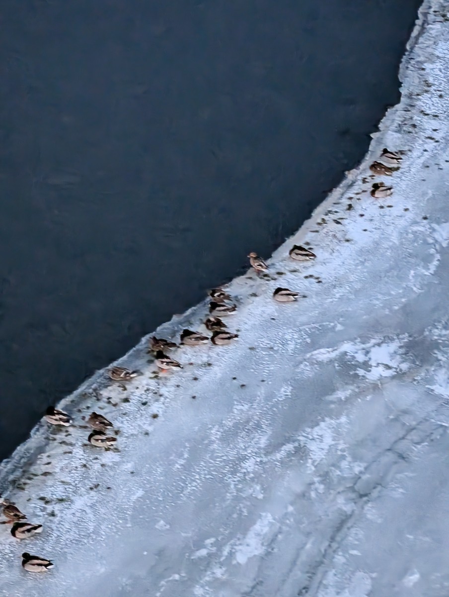 Кряква - ML650864234