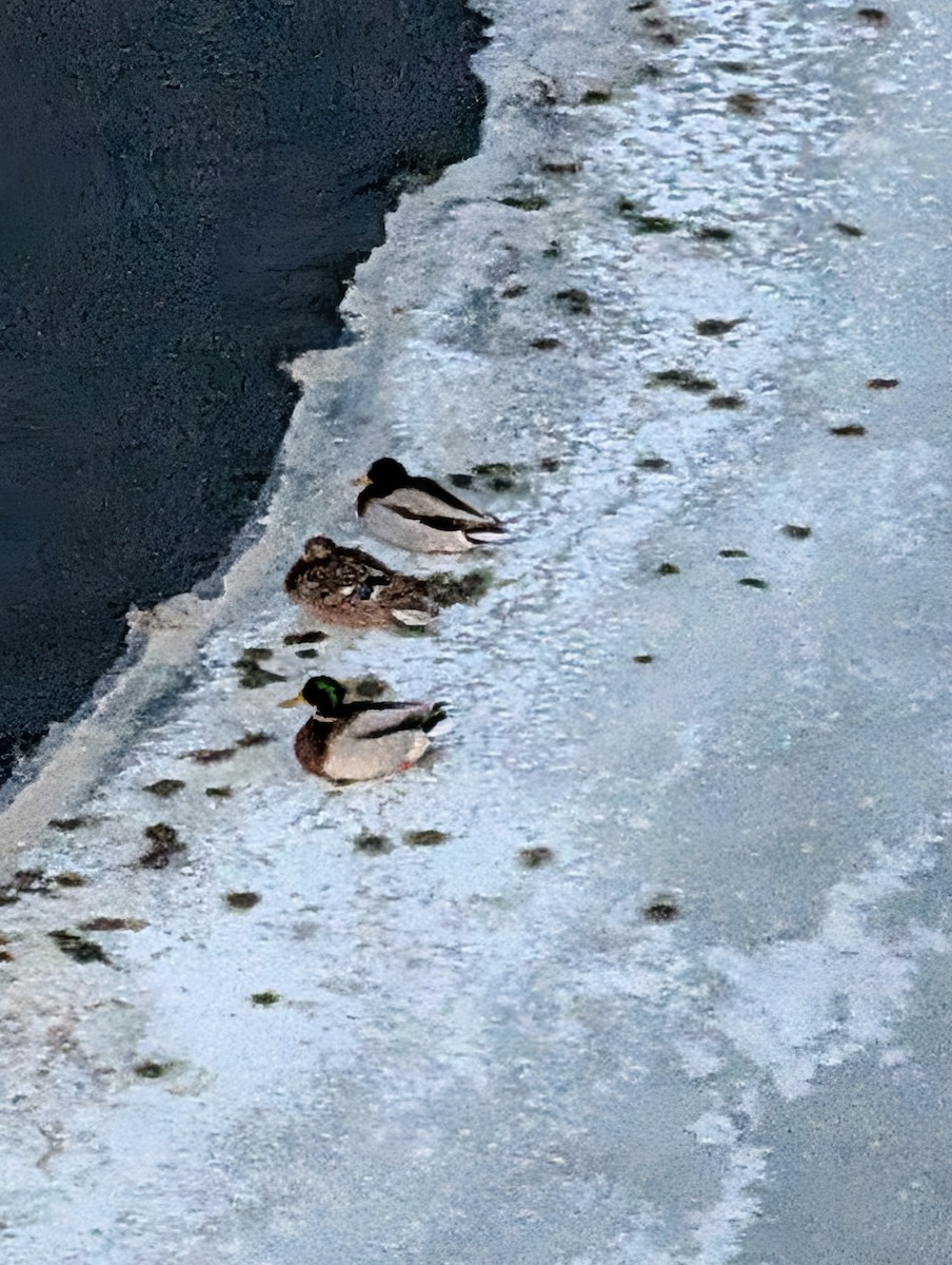 Кряква - ML650864248