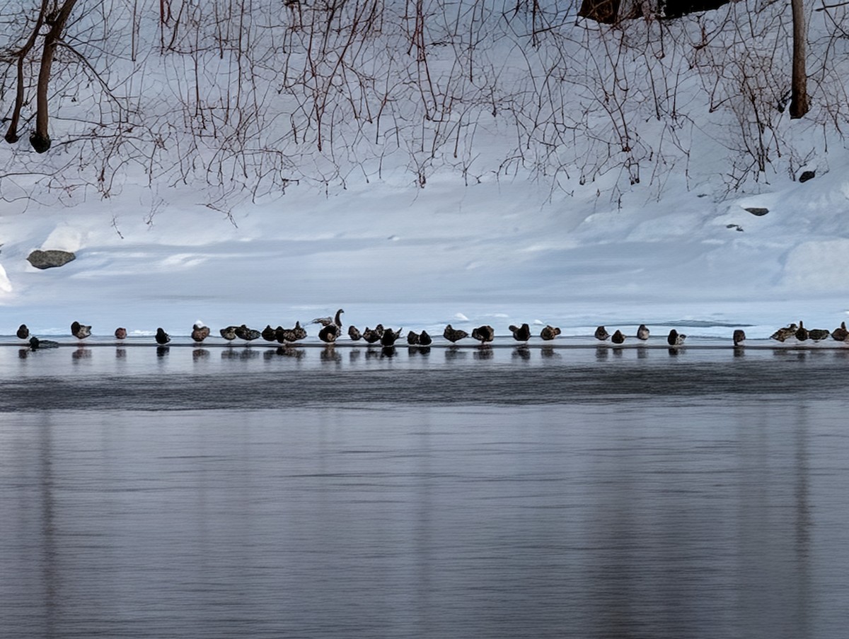 Кряква - ML650864252