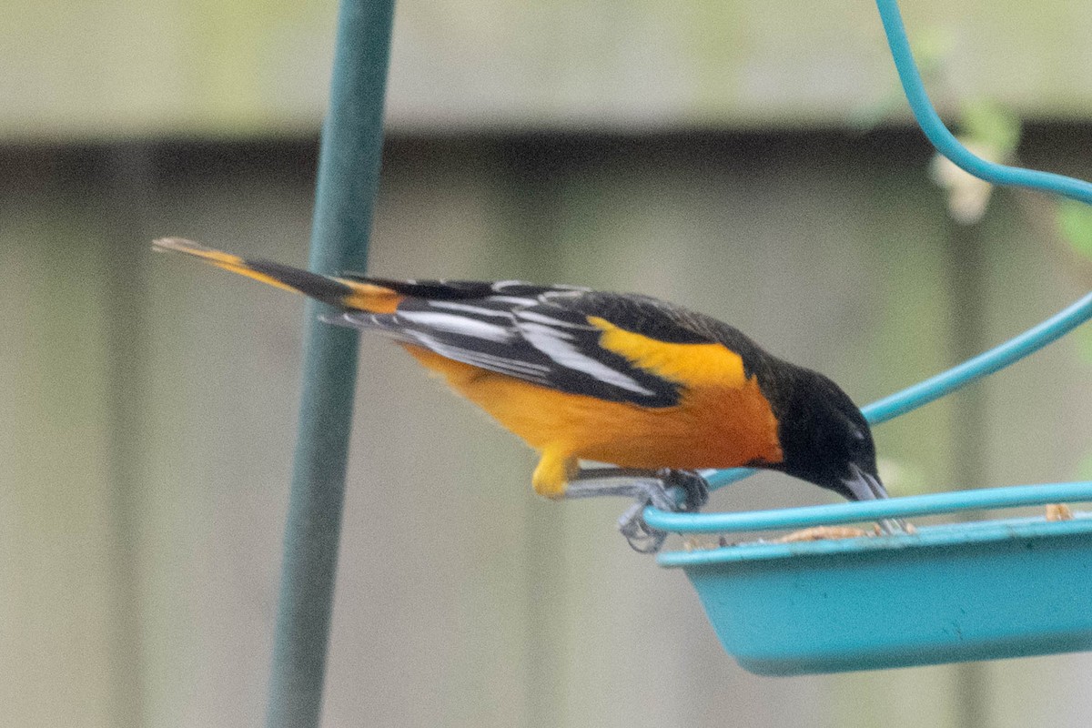 lundtrupial - ML650864344