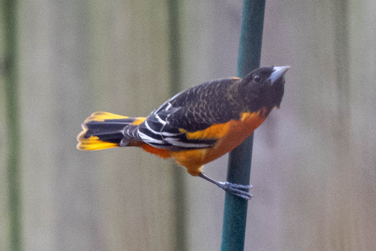 lundtrupial - ML650864345