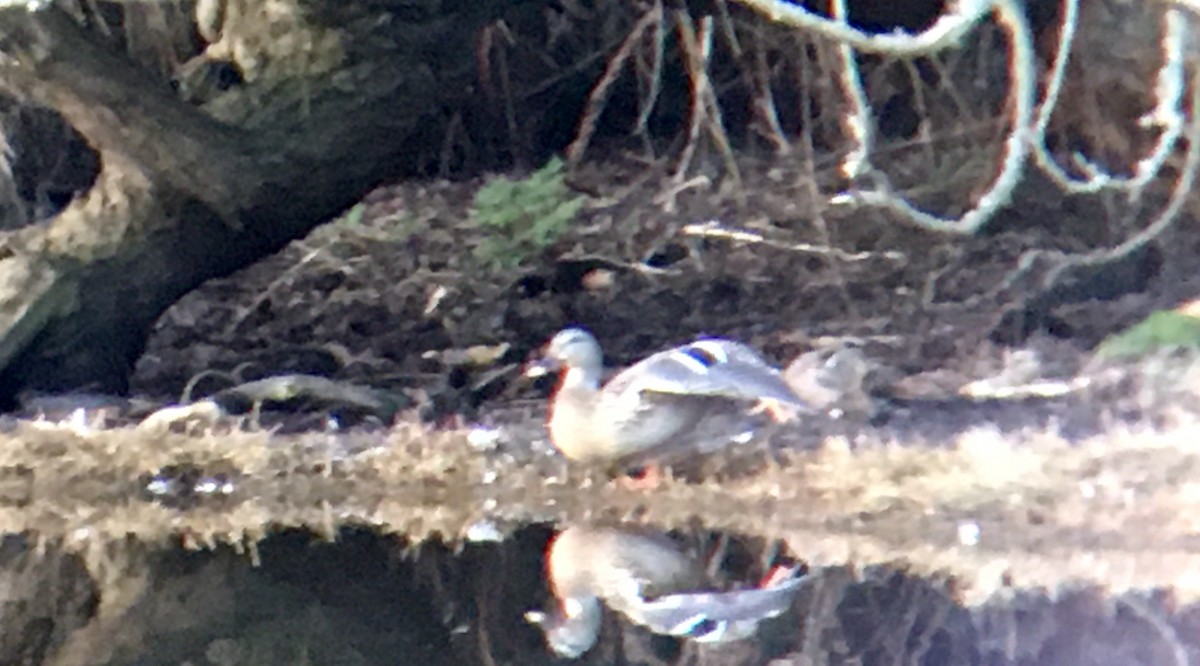 Кряква - ML650864484