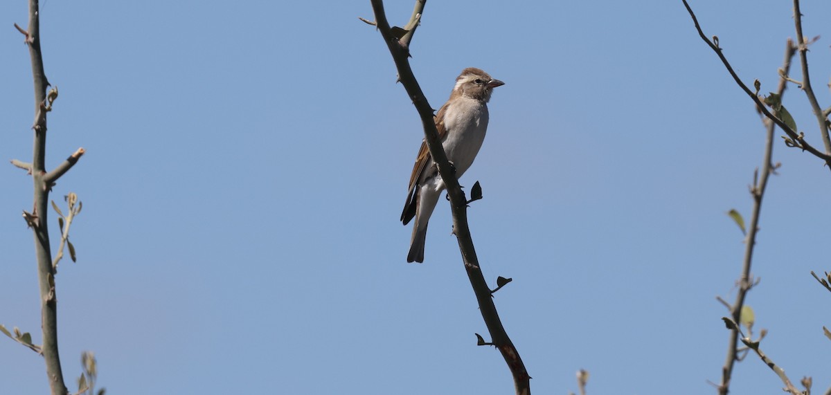 Moineau bridé - ML650864604