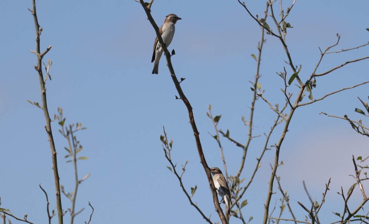 Moineau bridé - ML650864607