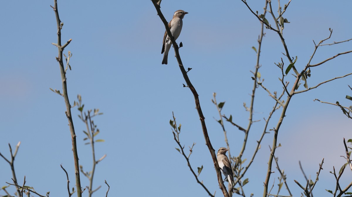 Moineau bridé - ML650864608