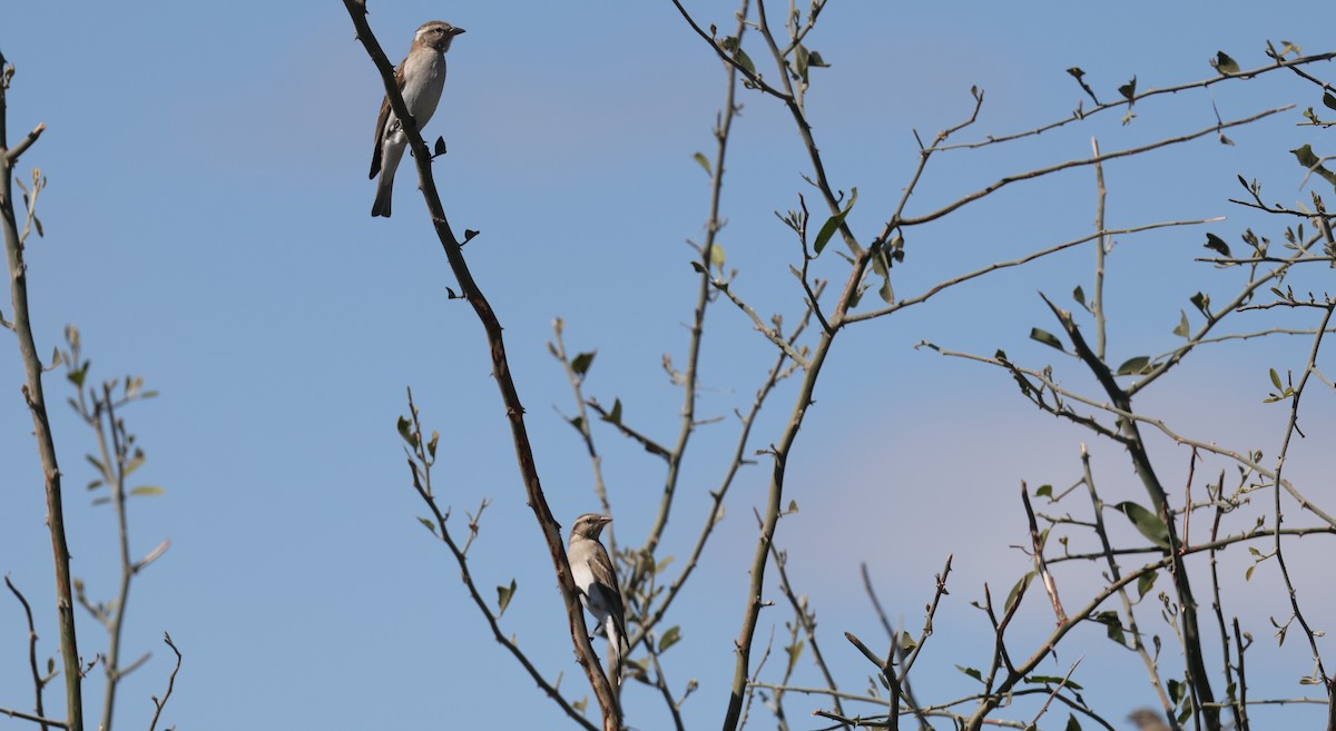 Moineau bridé - ML650864609