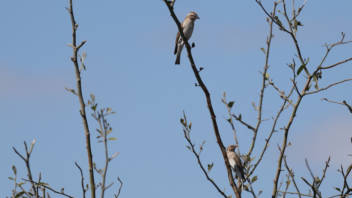 Moineau bridé - ML650864610
