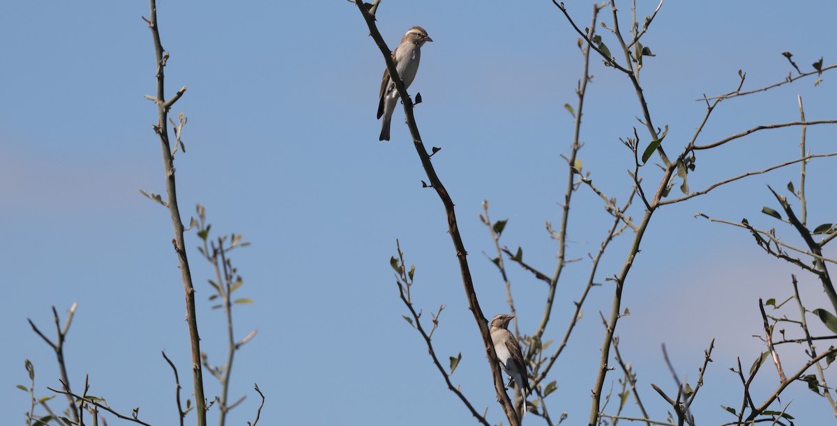 Moineau bridé - ML650864611