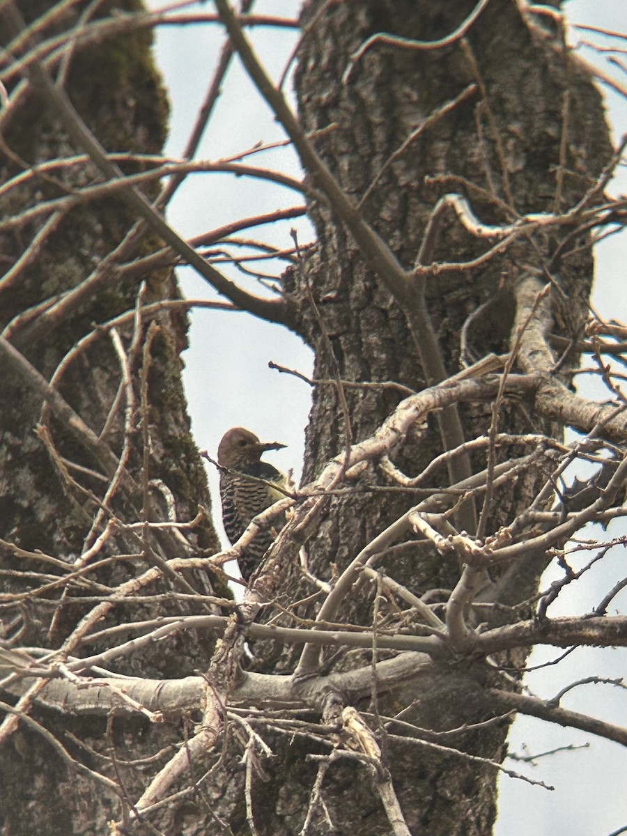 ズグロシルスイキツツキ - ML650864618