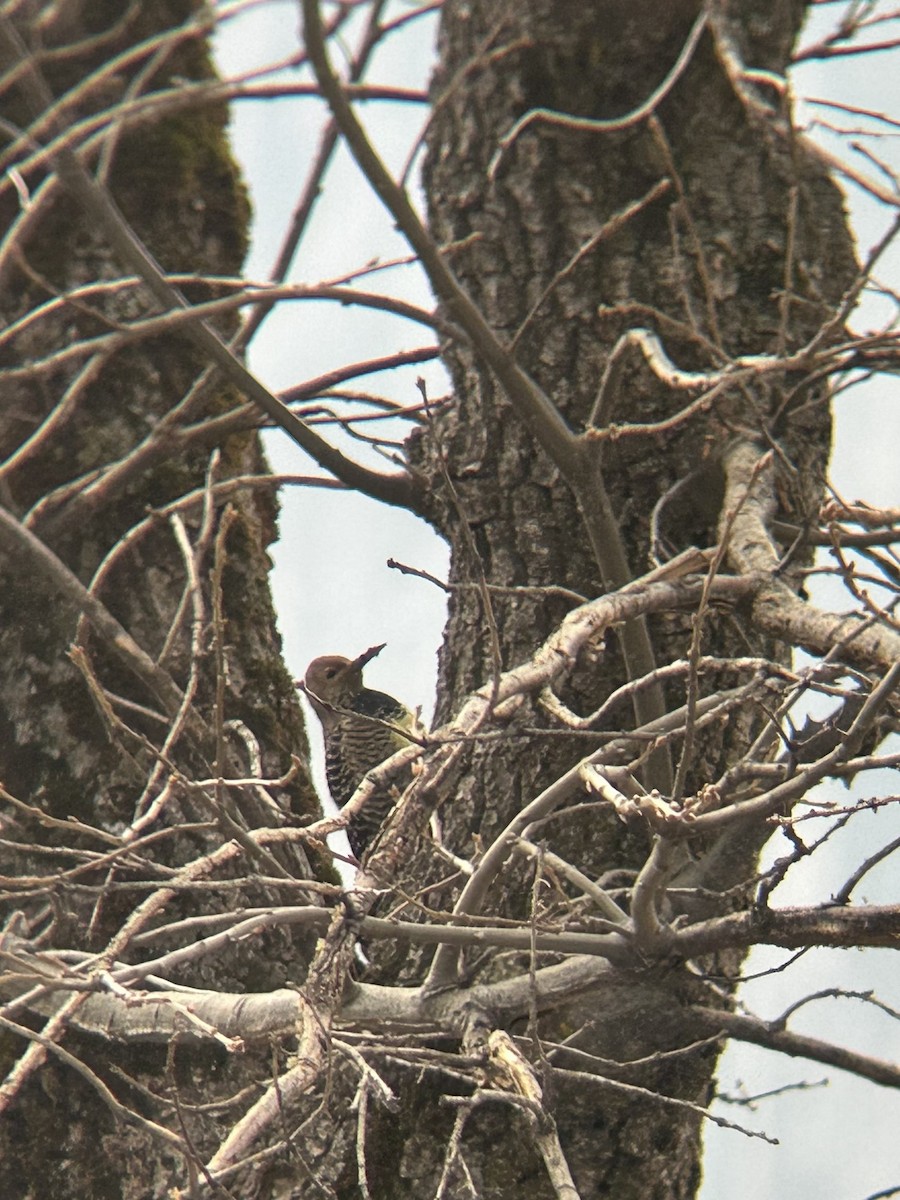 ズグロシルスイキツツキ - ML650864619