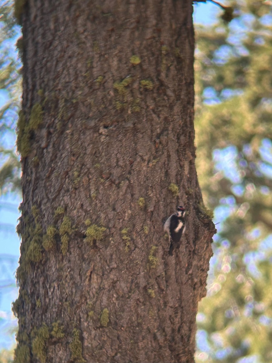 セジロアカゲラ - ML650864623