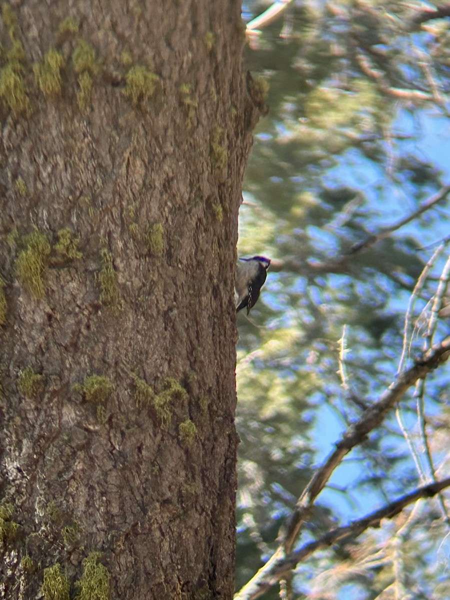 セジロアカゲラ - ML650864624