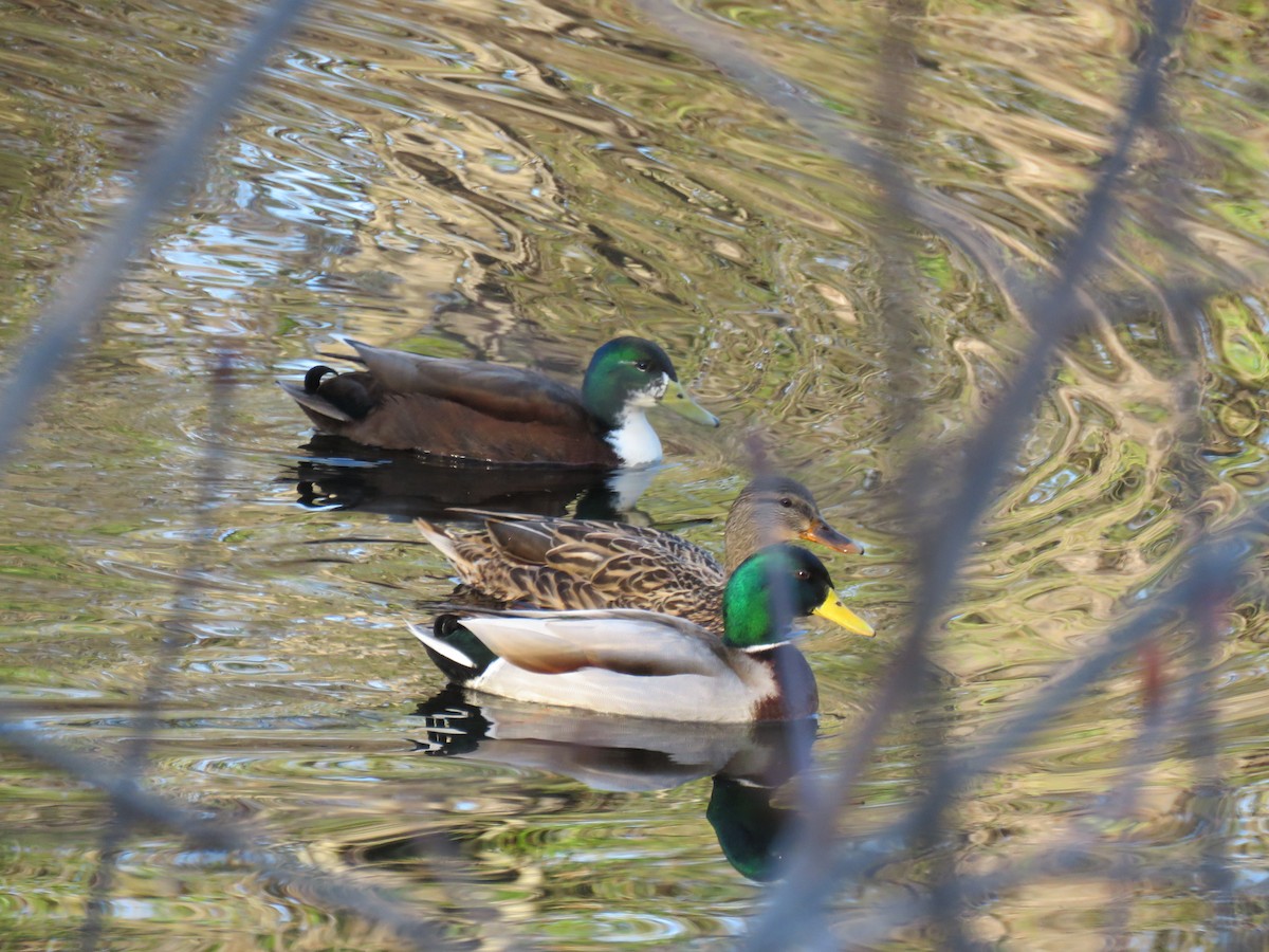 Кряква - ML650865195