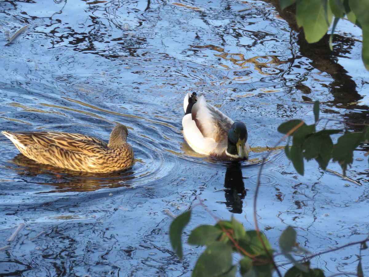 Кряква - ML650865196