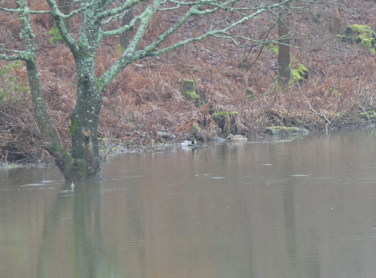 Кряква - ML650865227