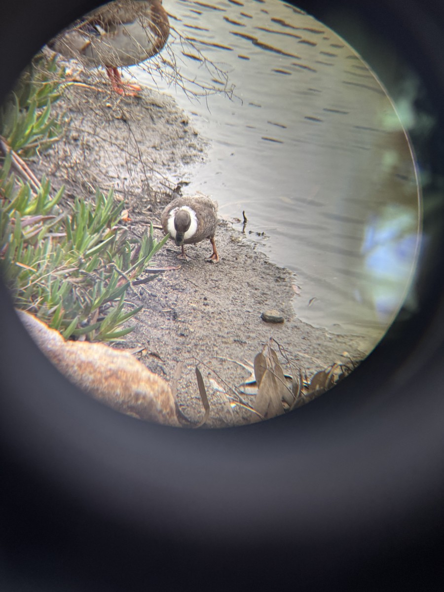 Кряква - ML650865365