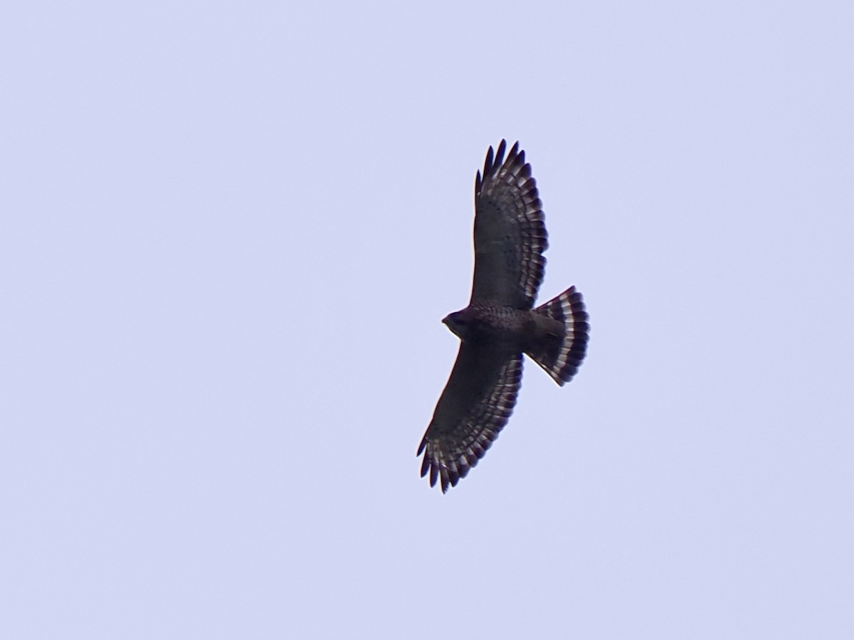 Broad-winged Hawk - ML650865697