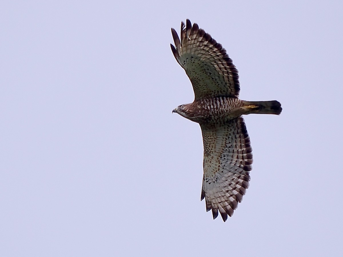 Broad-winged Hawk - ML650865699