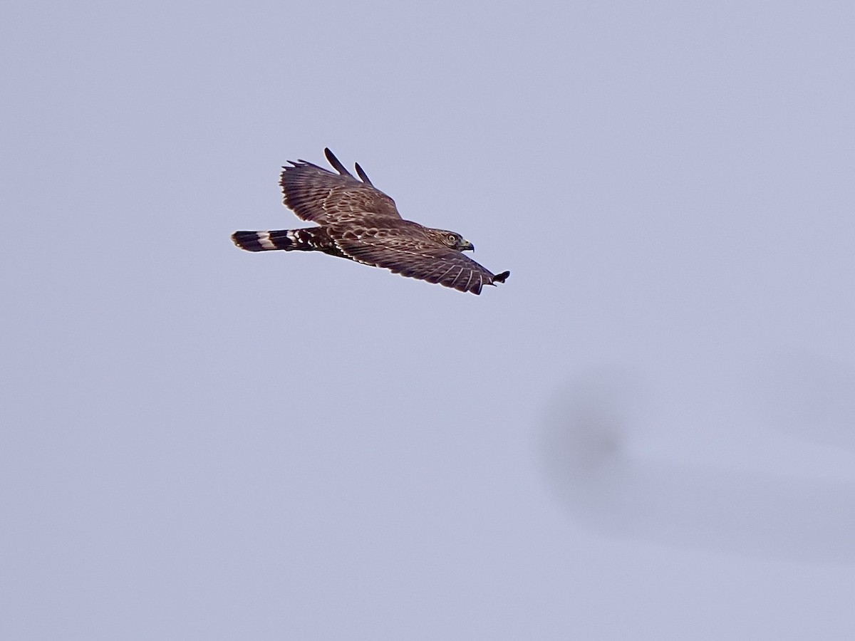 Broad-winged Hawk - ML650865715