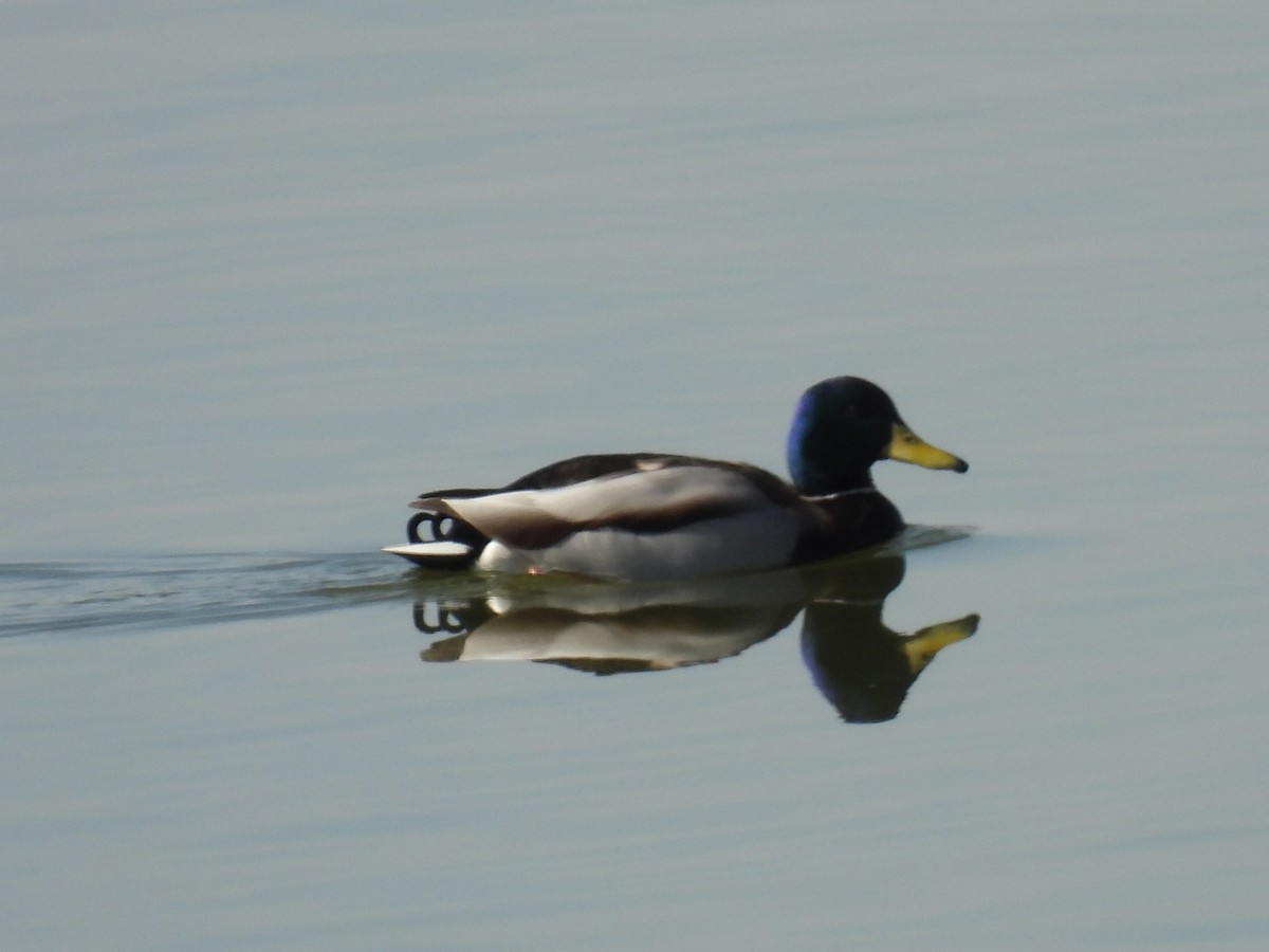 Кряква - ML650865772