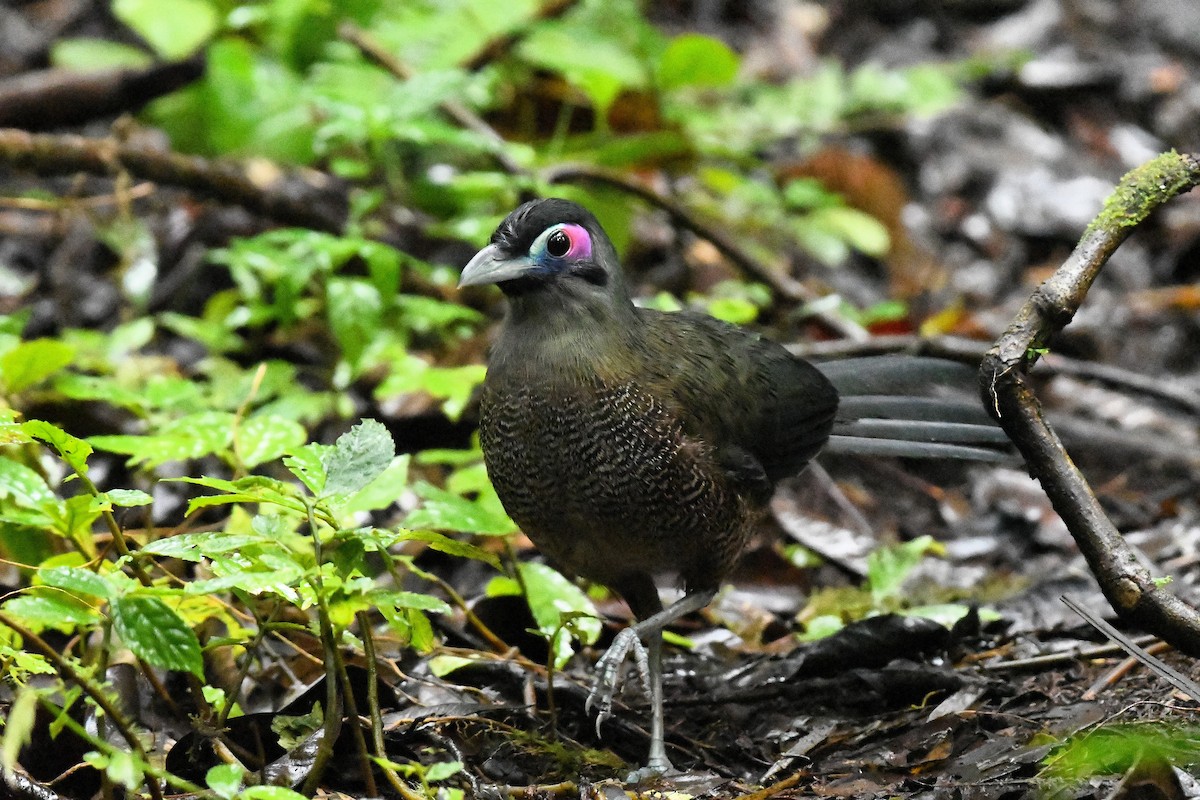 Sumatran Ground-Cuckoo - ML650865779