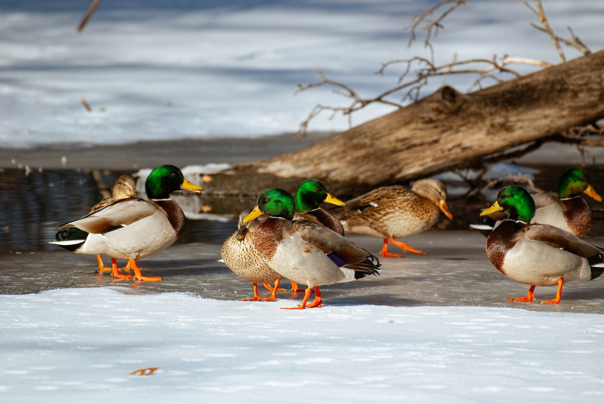 Кряква - ML650865783