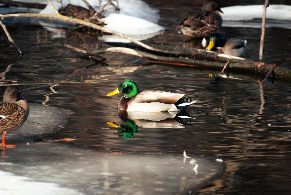 Кряква - ML650865784